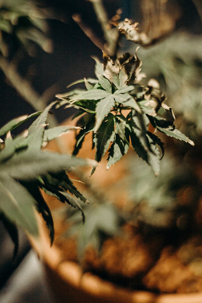 Close-up view of a cannabis plant growing in a clay pot with natural light.