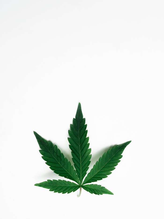 Minimalist cannabis leaf isolated on white background, symbolizing nature and wellness.